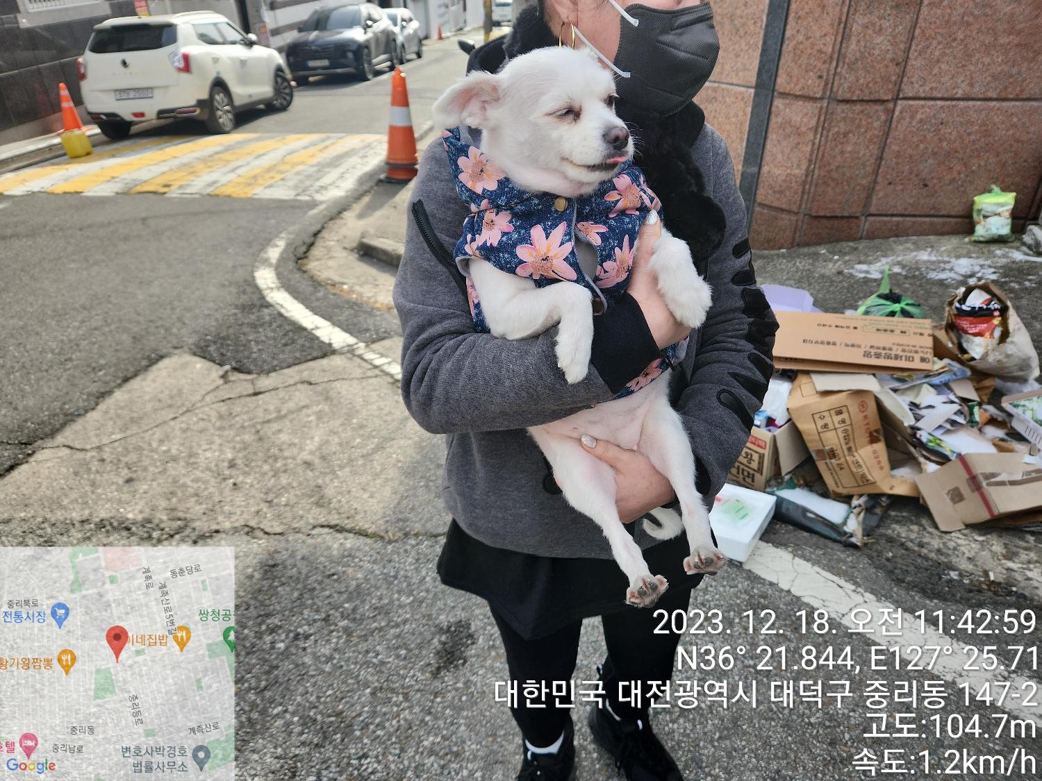 보호중 믹스견의 가…